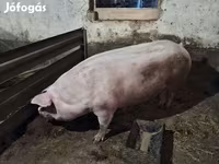 Scrofa, Крупная белая — foto 2