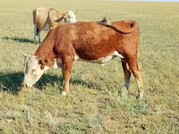 گاو نر, Latvian Blue cattle — عکس 1