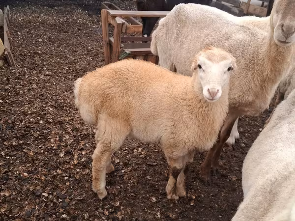 Ram, Sheep — Azerbaijan
