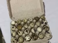 Quails — फ़ोटो 1