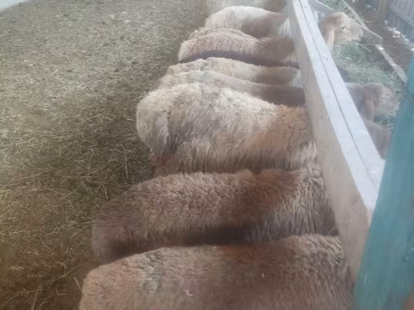 Ovelha, Ovelhas