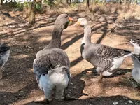 Geese — عکس 4