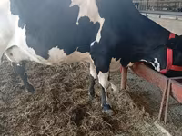 Kuh, Swiss cattle — Foto 4