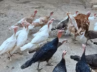 Turkeys — عکس 1