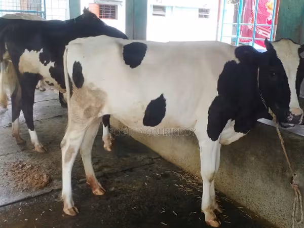 بقرة, Russian Black pied cattle