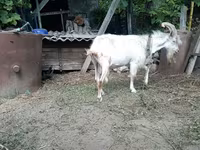 Buk, Saanen goat — foto 4