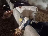 Tyre, Simmental cattle — foto 1