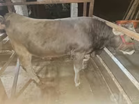 Dibi, Cattle — sawirka 6