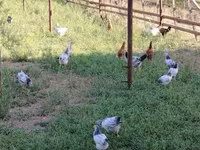 Chickens — عکس 5