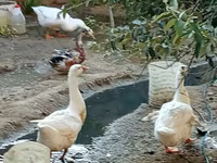Ducks — ছবি 4