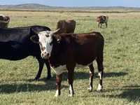 میش, Qashqai sheep — عکس 5