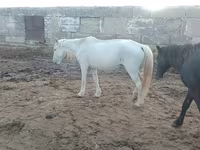 Faras dhaddig, Horses — sawirka 1