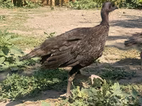 Turkeys — Foto 7