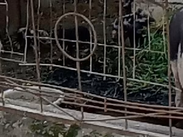 Boar, Pigs — Moldova