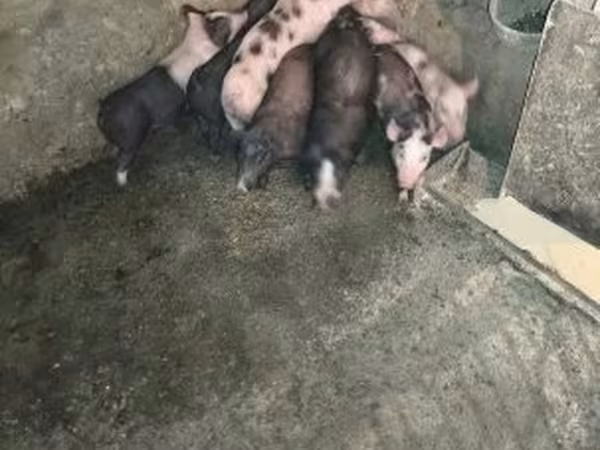 Pigs (batch, sex not specified), Pigs — Hungary