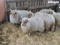 Vædder, Racka sheep — foto 3