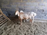 Brebis, Moutons — photo 4