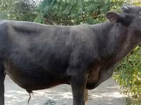 گاو نر, Swiss cattle — عکس 1