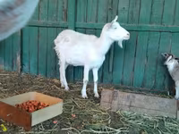 بز ماده, Saanen goat — عکس 8
