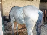 اسب نر, French Trotter — عکس 3