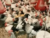 Chickens — 사진 1