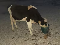 Ταύρος, Swiss cattle — φωτογραφία 2