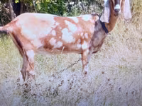 Kambing betina, Nubian Goat — foto 3