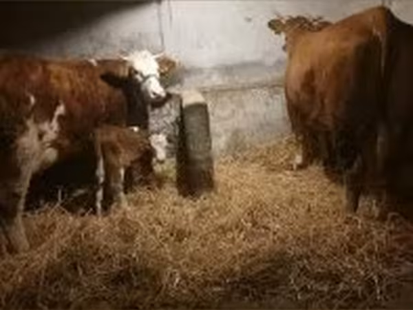 Mucca, Simmental cattle
