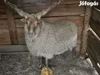 قوچ, Racka sheep — عکس 1