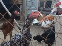Czech Gold Brindled Hen — sawirka 8