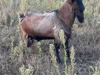 Billy Goat, Goats — photo 3