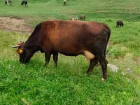 Lembu betina, Cattle — foto 1