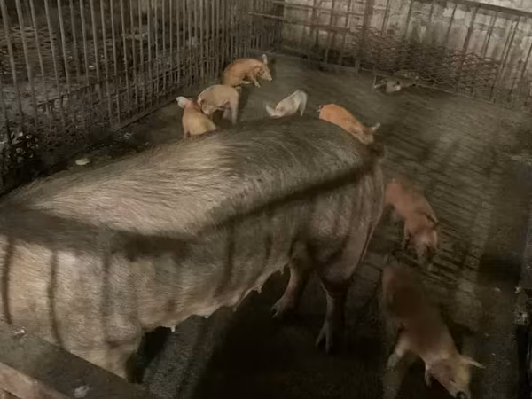 Sow, Дюрок