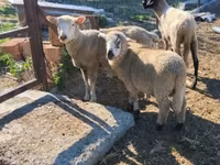 Får, Tsigai sheep — foto 6
