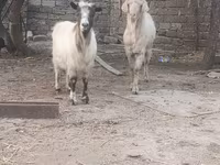 بز نر, بز — عکس 3