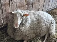 ஆண் ஆடு, Hissar sheep — புகைப்படம் 5