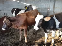 گاو نر, Russian Black pied cattle — عکس 3