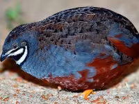 ኪንግ ድርጭት — ፎቶ 2