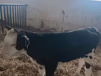Sapi, Simmental cattle — foto 1