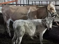 Կով, Latvian Blue cattle — լուսանկար 1