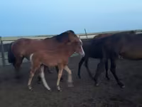 ม้าตัวเมีย, Horse breed — รูปภาพ 2