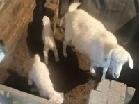 بز ماده, بز — عکس 5