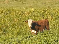 Ko, Hereford — foto 5