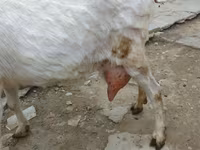 Ged, Saanen goat — foto 3