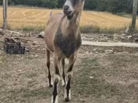 Kozel, Alpine goat — foto 1