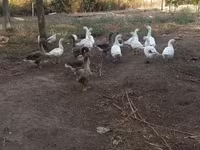 Geese — عکس 2