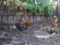 Japonský bantam — foto 6