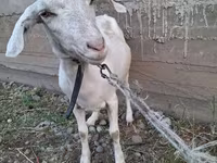 Koza, Alpine goat — foto 1