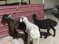 گوسفند (گروه، جنسیت مشخص نشده), گوسفند — عکس 1