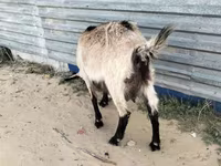 Ziege, Alpine goat — Foto 1
